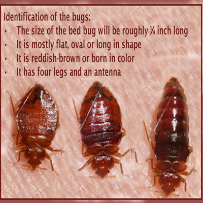 how to get rid of bed bugs, pest control services in Mumbai, bed bugs treatment , pest control for bed bugs, how to remove bed bugs, 